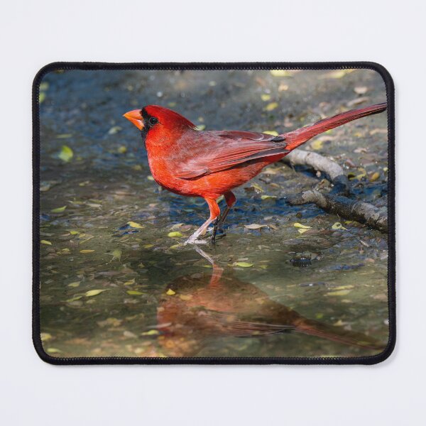 Item preview, Northern Cardinal in a Rain Puddle designed and sold by Debra Martz.