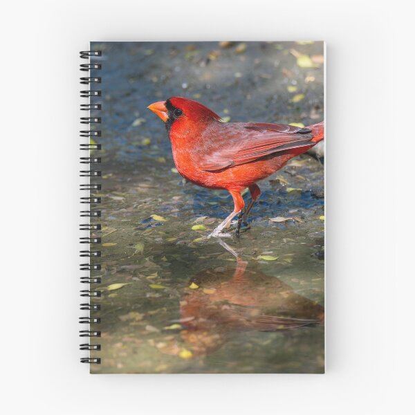 Item preview, Northern Cardinal in a Rain Puddle designed and sold by Debra Martz.