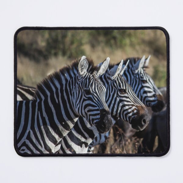 Item preview, Trio of Wild Zebras in the African Bush designed and sold by OlaniPictures.
