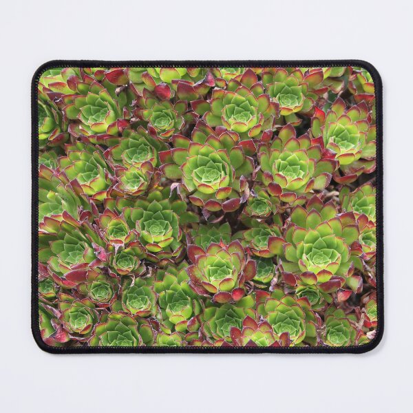 Item preview, Succulents designed and sold by Dead Parrot Technology.