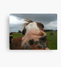 Miss Molly Canvas Print