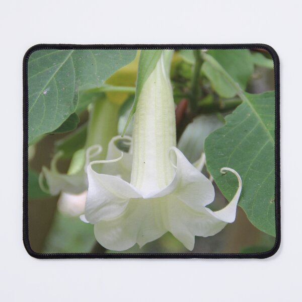 Item preview, Pure White Bloom designed and sold by Dead Parrot Technology.