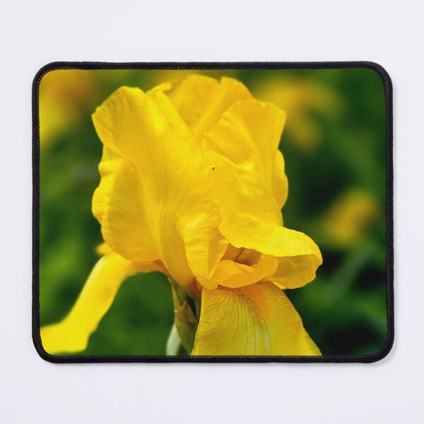 Item preview, Yellow Iris Bloom Photo designed and sold by NikaNavi.