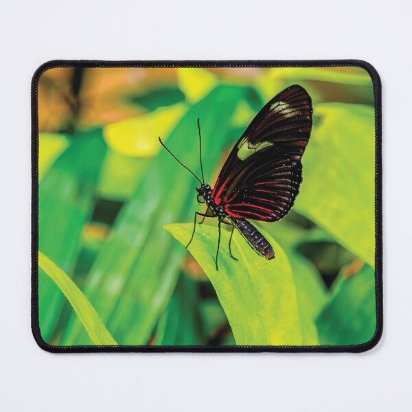 Item preview, Doris Longwing On Alert designed and sold by Kay Brewer.