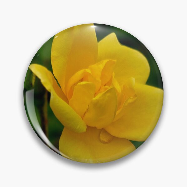 Item preview, Yellow Rose Bloom Photo designed and sold by NikaNavi.