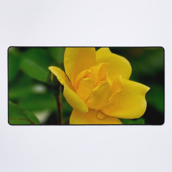 Item preview, Yellow Rose Bloom Photo designed and sold by NikaNavi.