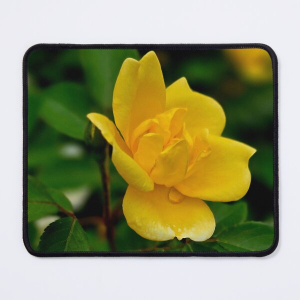 Item preview, Yellow Rose Bloom Photo designed and sold by NikaNavi.