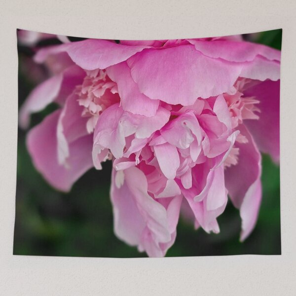 Item preview, Pink Peony Behind Metal Fence Photo designed and sold by NikaNavi.