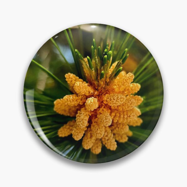 Item preview, Golden Pine Pollen Cones Macro Photo designed and sold by NikaNavi.