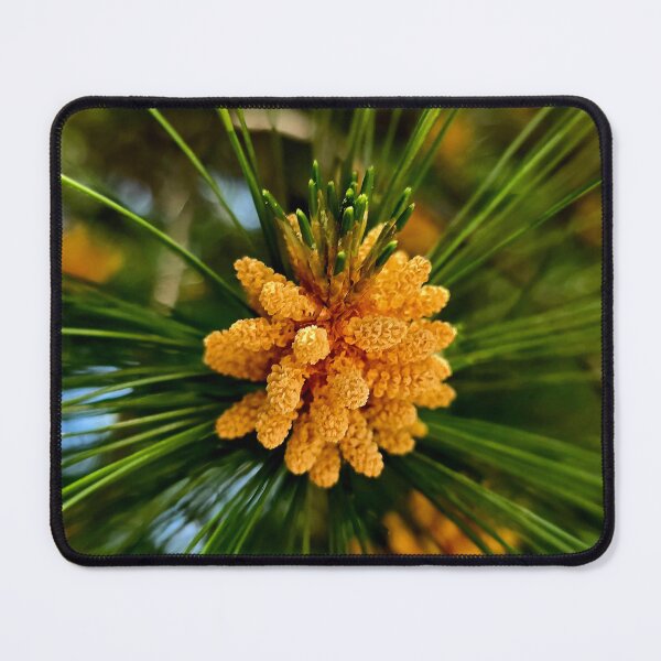 Item preview, Golden Pine Pollen Cones Macro Photo designed and sold by NikaNavi.