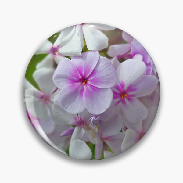 Item preview, Soft Pink and White Phlox Flowers Photo designed and sold by NikaNavi.