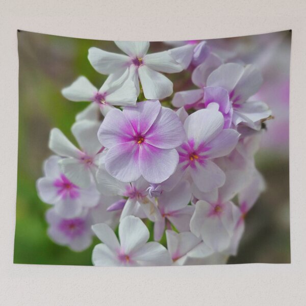 Item preview, Soft Pink and White Phlox Flowers Photo designed and sold by NikaNavi.
