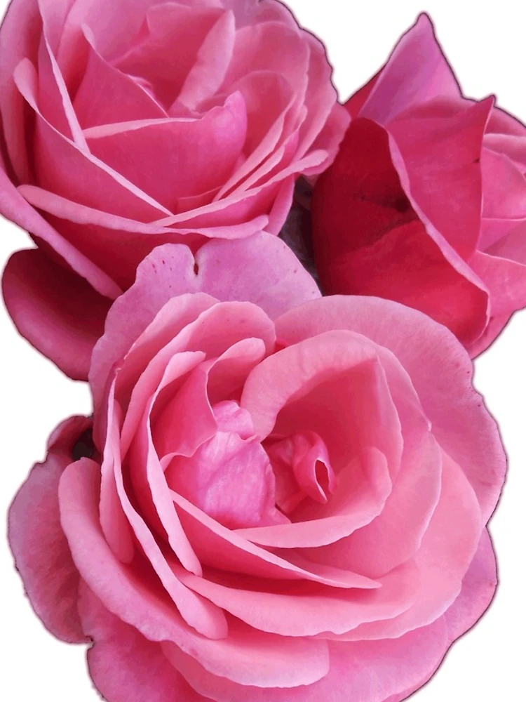 Thumbnail 4 of 4, iPhone Case, Pink Roses designed and sold by Sandyram.