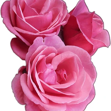 Artwork thumbnail, Pink Roses by Sandyram