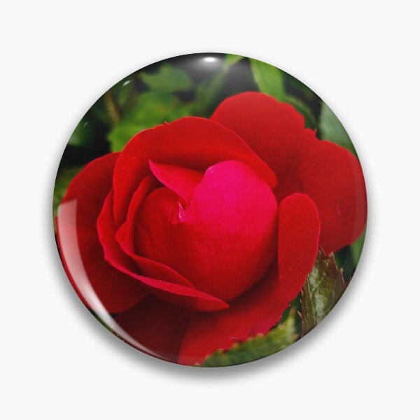 Item preview, Red Rose Among Green Leaves Photo designed and sold by NikaNavi.