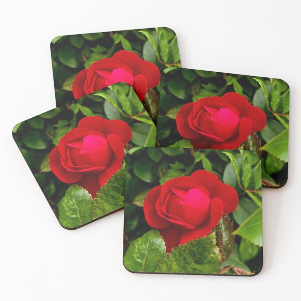 Item preview, Red Rose Among Green Leaves Photo designed and sold by NikaNavi.