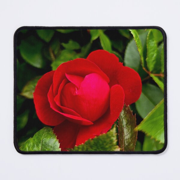 Item preview, Red Rose Among Green Leaves Photo designed and sold by NikaNavi.