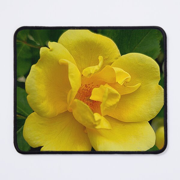 Item preview, Yellow Rose Flower Photo designed and sold by NikaNavi.