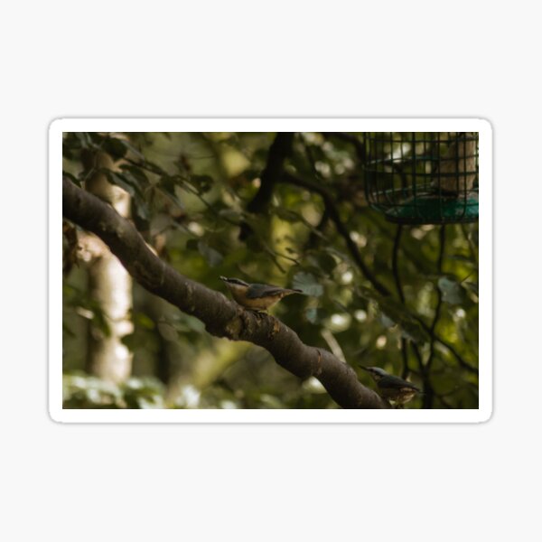 Nuthatch Sticker