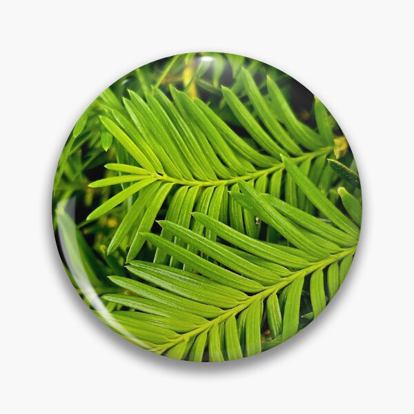 Item preview, Fresh Green Yew Needles Nature Photo designed and sold by NikaNavi.
