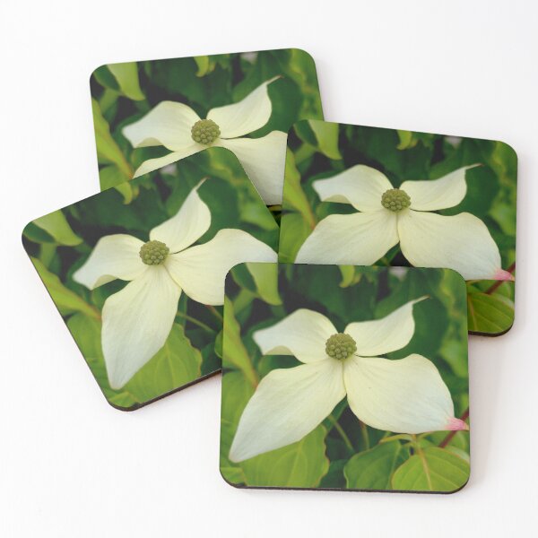 Item preview, White Kousa Dogwood Flower Photo designed and sold by NikaNavi.