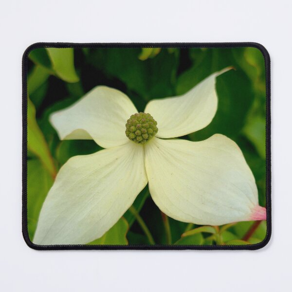 Item preview, White Kousa Dogwood Flower Photo designed and sold by NikaNavi.