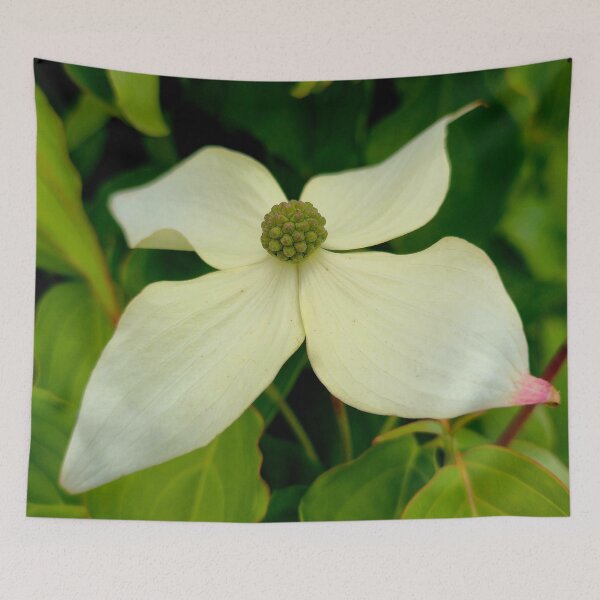 Item preview, White Kousa Dogwood Flower Photo designed and sold by NikaNavi.