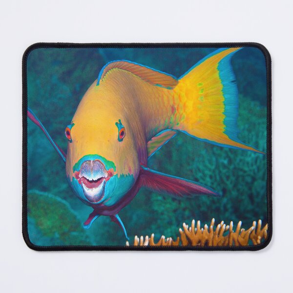 Item preview, Colorful Parrotfish * Close-up Underwater Photography | designed and sold by Photo & Design Ute Niemann.