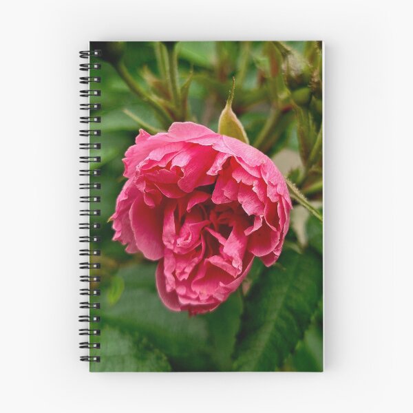 Item preview, Pink Rose Bloom and Buds Nature Photo designed and sold by NikaNavi.