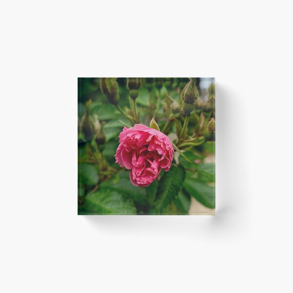 Item preview, Pink Rose Bloom and Buds Nature Photo designed and sold by NikaNavi.
