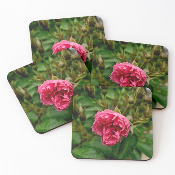 Item preview, Pink Rose Bloom and Buds Nature Photo designed and sold by NikaNavi.