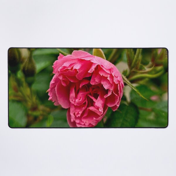 Item preview, Pink Rose Bloom and Buds Nature Photo designed and sold by NikaNavi.