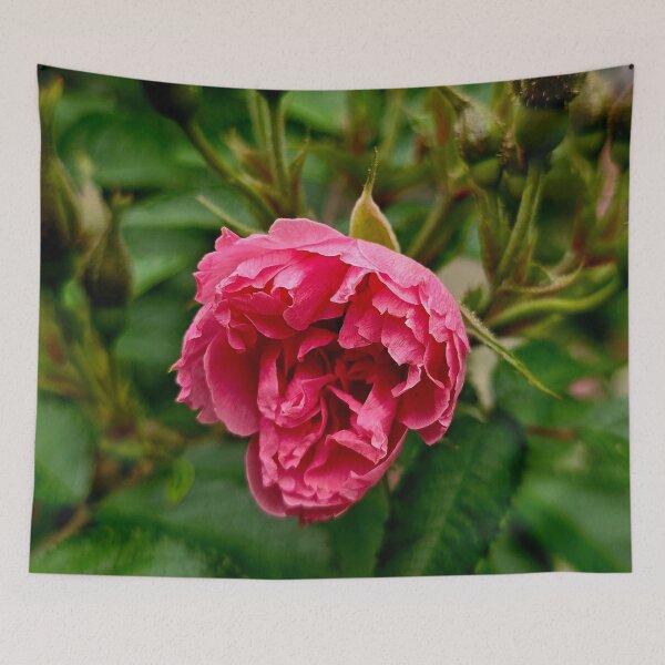 Item preview, Pink Rose Bloom and Buds Nature Photo designed and sold by NikaNavi.