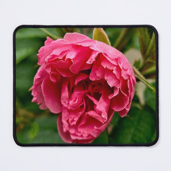 Item preview, Pink Rose Bloom and Buds Nature Photo designed and sold by NikaNavi.