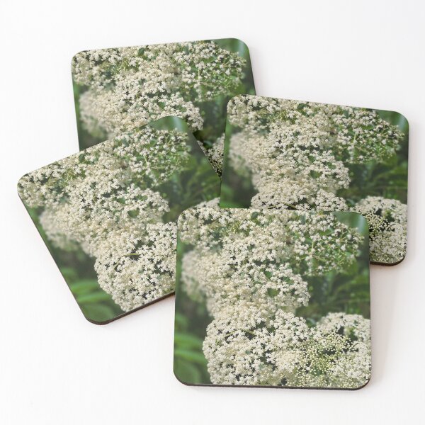 Item preview, White Elderflower Clusters Photo designed and sold by NikaNavi.