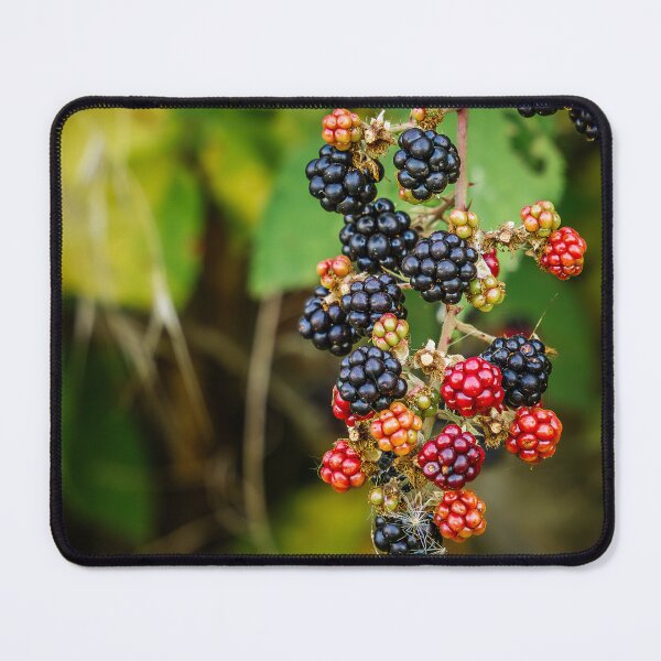 Item preview, Ripening Blackberries on the Vine designed and sold by Rabee Khalil Photography.