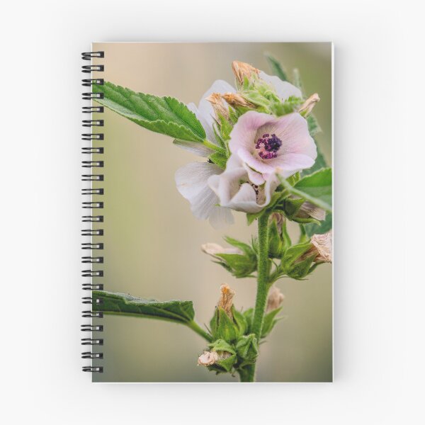 Item preview, Pink Mallow-Type Flower Close-Up designed and sold by Rabee Khalil Photography.