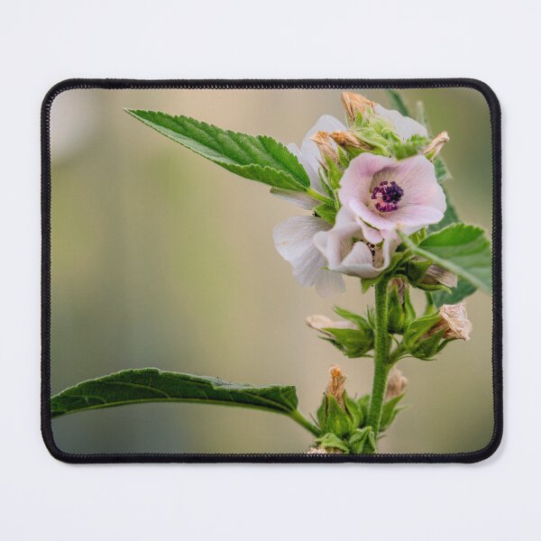 Item preview, Pink Mallow-Type Flower Close-Up designed and sold by Rabee Khalil Photography.