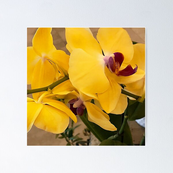 Item preview, Lemon-Yellow Orchids Exquisite Floral Close-Up designed and sold by DEC02.
