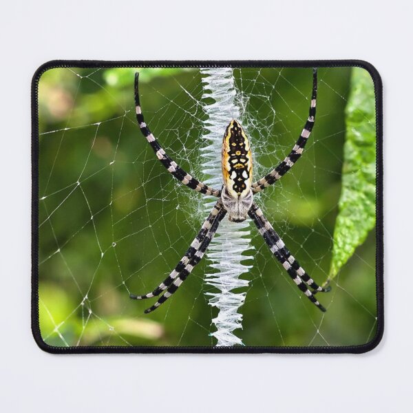 Item preview, Yellow garden spider designed and sold by Astute-Artio-Photography.