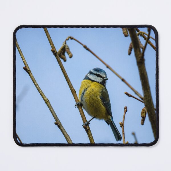Item preview, Vibrant Blue tit designed and sold by Astute-Artio-Photography.