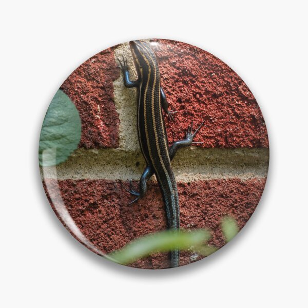 Item preview, Juvenile five lined skink designed and sold by Astute-Artio-Photography.