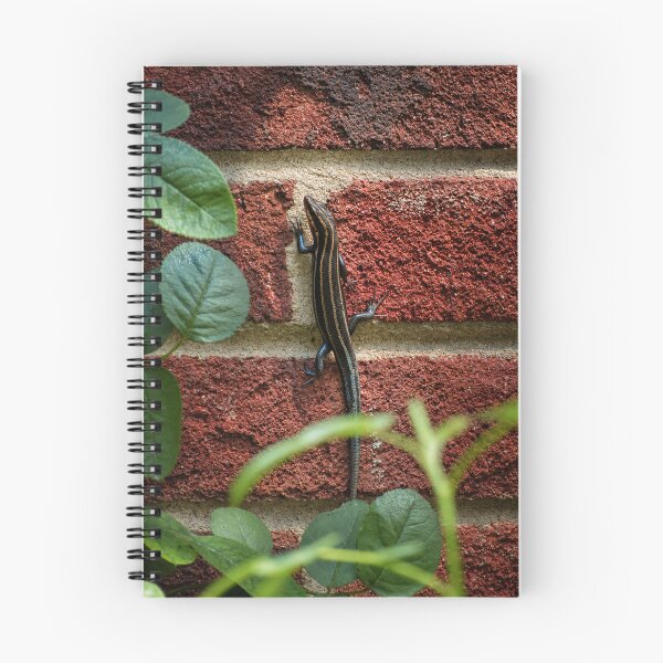 Item preview, Juvenile five lined skink designed and sold by Astute-Artio-Photography.