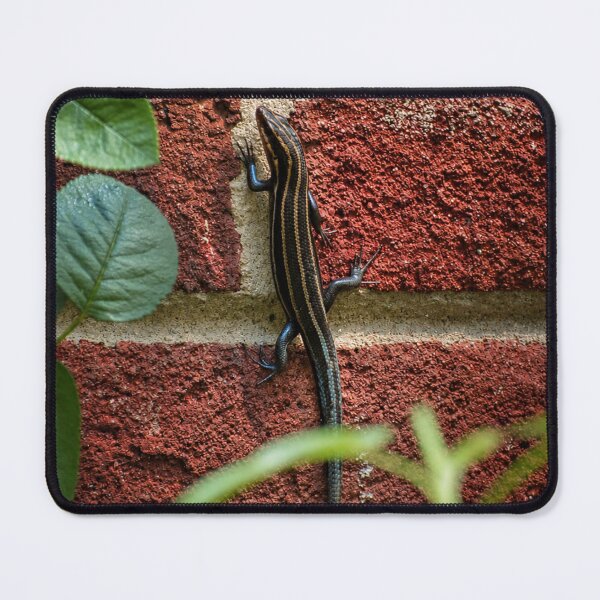 Item preview, Juvenile five lined skink designed and sold by Astute-Artio-Photography.