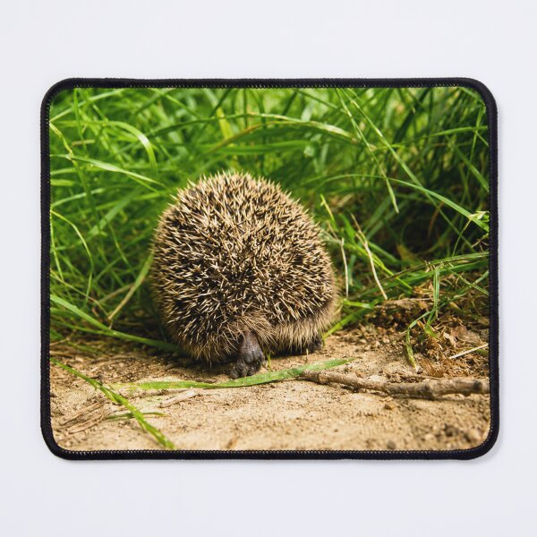 Item preview, Spiky Hedgehog cutting through grass designed and sold by Astute-Artio-Photography.