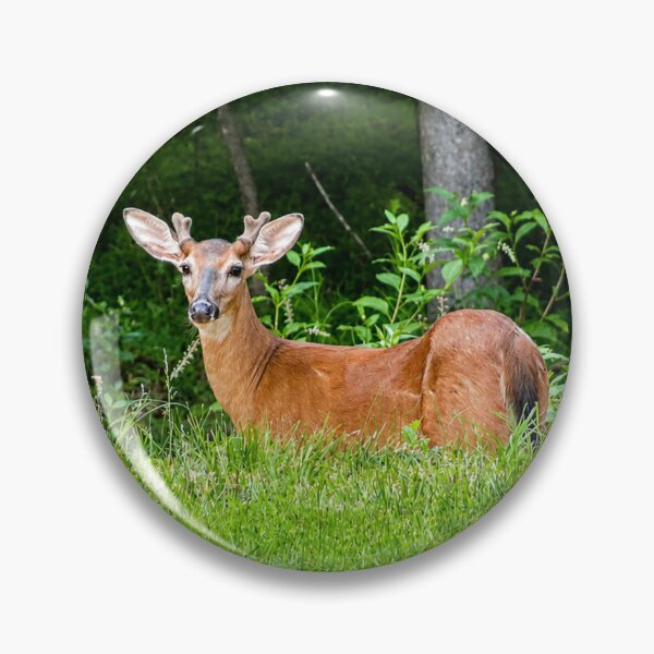Item preview, Curious deer in lush woodland designed and sold by Astute-Artio-Photography.