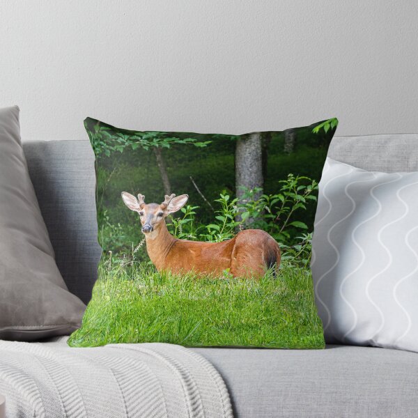 Item preview, Curious deer in lush woodland designed and sold by Astute-Artio-Photography.