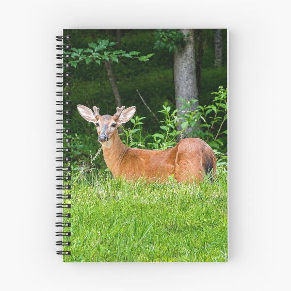 Item preview, Curious deer in lush woodland designed and sold by Astute-Artio-Photography.