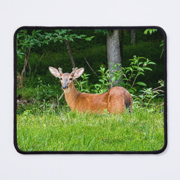 Item preview, Curious deer in lush woodland designed and sold by Astute-Artio-Photography.