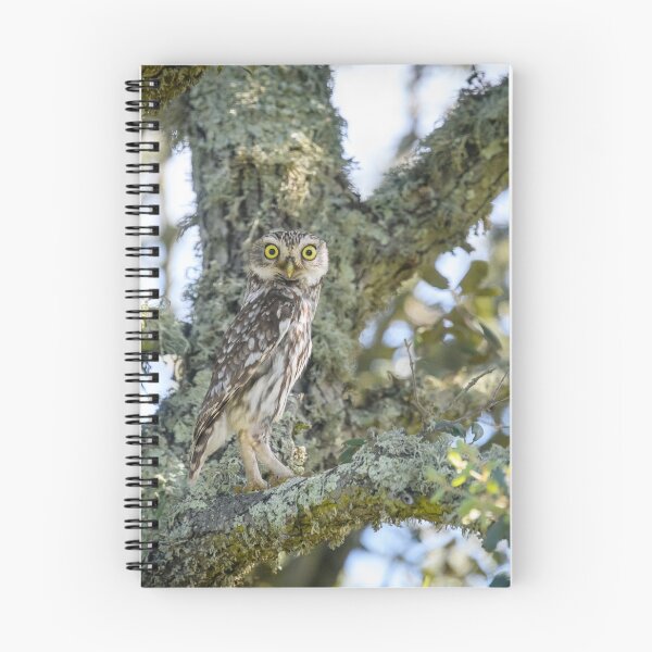Item preview, Little Owl, Parque Natural do Vale do Guadiana, Portugal designed and sold by AndrewJonesFoto.